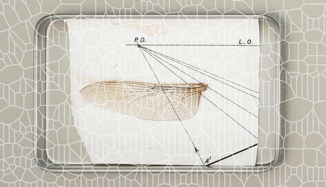 La ricerca come opera