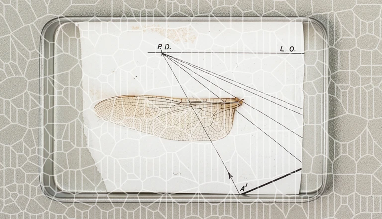 La ricerca come opera